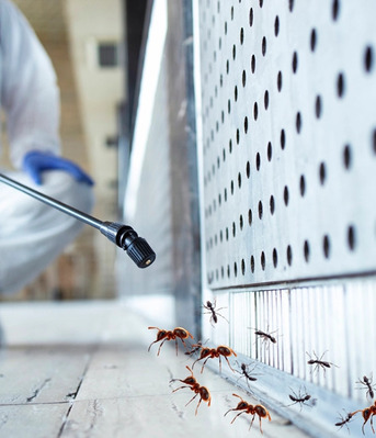 Hyderabad, Pest Control, Best Pest Control Services In Hyderabad &ndash; AJL Pest Control