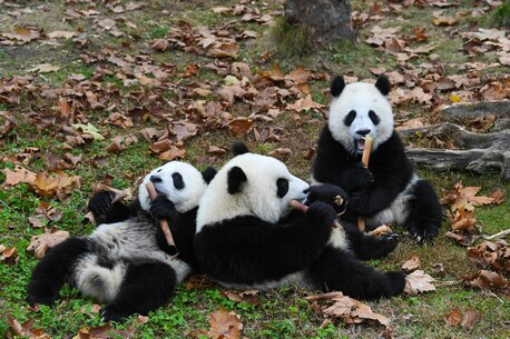 Beijing, Travel, China Wildlife Tour | Panda Tour In China