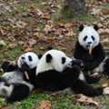 China Wildlife Tour | Panda Tour In China