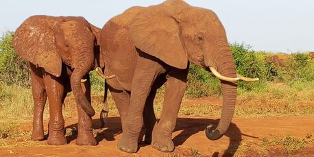 Nairobi, Travel, Best Kenya Safari Tours From Nairobi &ndash; Explore Wildlife Adventures