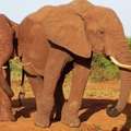 Best Kenya Safari Tours From Nairobi &ndash; Explore Wildlife Adventures