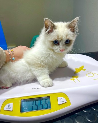 Sydney, Business Partners, RAGDOLL KITTIES HOME