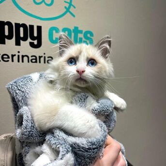 Sydney, Business Partners, RAGDOLL KITTIES HOME