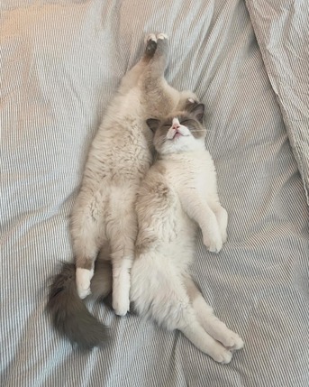 Sydney, Business Partners, RAGDOLL KITTIES HOME