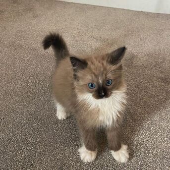 Sydney, Business Partners, RAGDOLL KITTIES HOME