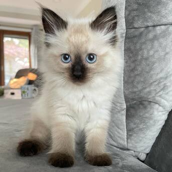 Sydney, Business Partners, RAGDOLL KITTIES HOME