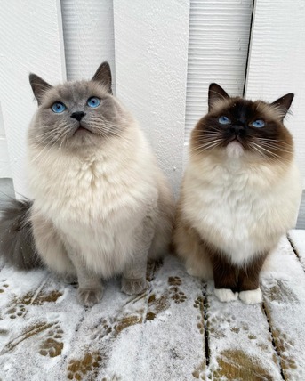 Sydney, Business Partners, RAGDOLL KITTIES HOME