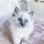 Sydney, Business Partners, RAGDOLL KITTIES HOME