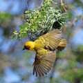 Lovebirds Budgies Pair Available