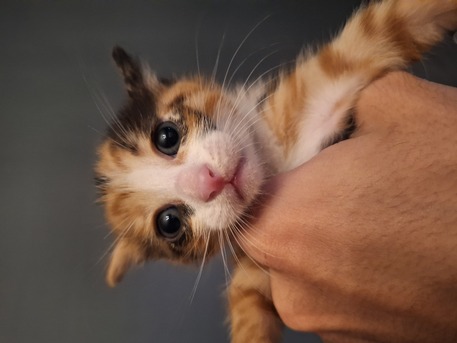 Jeddah, Pet Adoption, 3 Cat For Adoption 3 Months Old