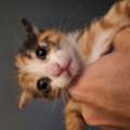 3 Cat For Adoption 3 Months Old