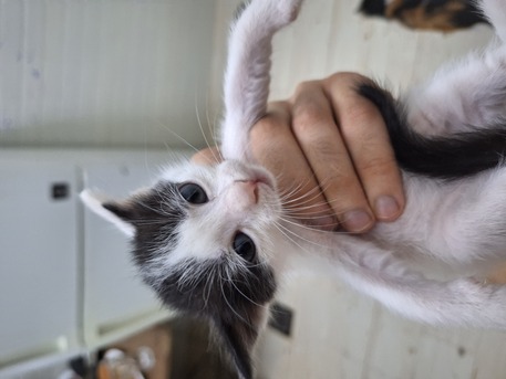 Jeddah, Pet Adoption, 3 Cat For Adoption 3 Months Old