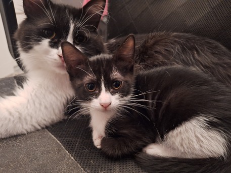 Jeddah, Pet Adoption, 3 Cat For Adoption 3 Months Old