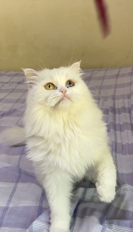 Dammam, Pet Supplies, Odd Eyes ( Three Coloured Eyes ) Pecky Female Cat For FREE Adoption