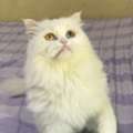 Odd Eyes ( Three Coloured Eyes ) Pecky Female Cat For FREE Adoption