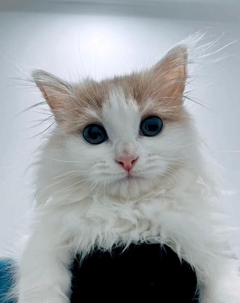 Jeddah, Pet Adoption, Turkish Angora
