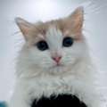 Turkish Angora