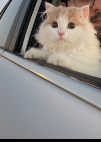 Jeddah, Pet Adoption, Turkish Angora