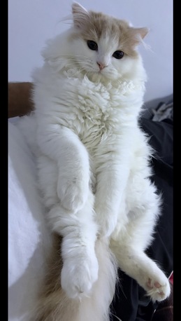Jeddah, Pet Adoption, Turkish Angora