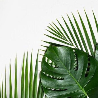 New York, Farm/Garden, Buy Fresh Palm Leaves Wholesale At Competitive Prices