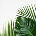 Buy Fresh Palm Leaves Wholesale At Competitive Prices