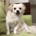 Playful And Loving Dog For Adoption