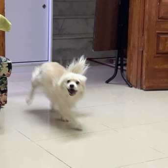 Riyadh, Pet Adoption, Playful And Loving Dog For Adoption