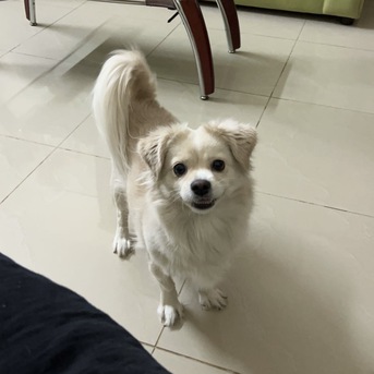 Riyadh, Pet Adoption, Playful And Loving Dog For Adoption