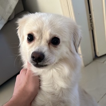 Riyadh, Pet Adoption, Playful And Loving Dog For Adoption