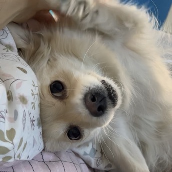 Riyadh, Pet Adoption, Playful And Loving Dog For Adoption