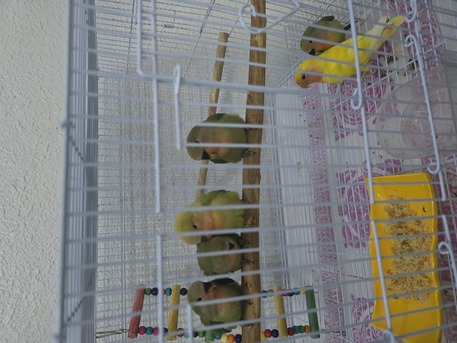 Al Adama, Pet Supplies, SAR 75,  Love Birds Babies