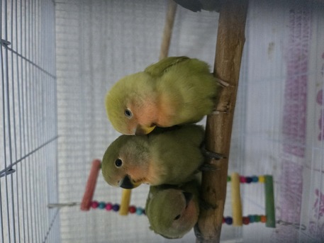 Al Adama, Pet Supplies, SAR 75,  Love Birds Babies