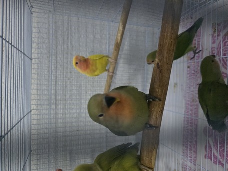 Al Adama, Pet Supplies, SAR 75,  Love Birds Babies