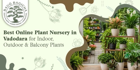 Vadodara, Farm & Garden, INR 01,  Buy Indoor Plants For Home In Vadodara | Baugbagicha
