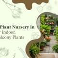 INR 01,  Buy Indoor Plants For Home In Vadodara | Baugbagicha