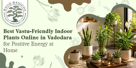 Vadodara, Farm & Garden, INR 01,  Buy Indoor Plants For Home In Vadodara | Baugbagicha