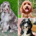 Mini Australian Labradoodle In Fresno County