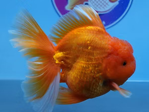 Austin, Pet Supplies, Online Goldfish Store
