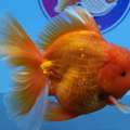 Online Goldfish Store
