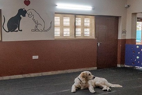 Hyderabad, Pet Sitting, Excellent Pet Hostel Services In Secunderabad