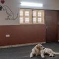 Excellent Pet Hostel Services In Secunderabad