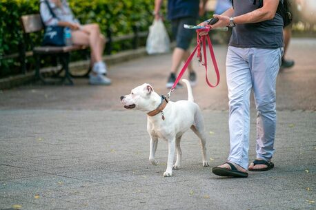 Chennai, Pet Sitting, Dog Walkers In Chennai