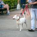 Dog Walkers In Chennai