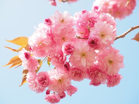 New York, Farm/Garden, Kwanzan Cherry Tree - Add Stunning Spring Color With Greenwood Nursery