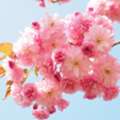 Kwanzan Cherry Tree - Add Stunning Spring Color With Greenwood Nursery
