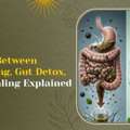 Ayurvedic Gut Health Treatment In Vadodara | Ayus-clairveda