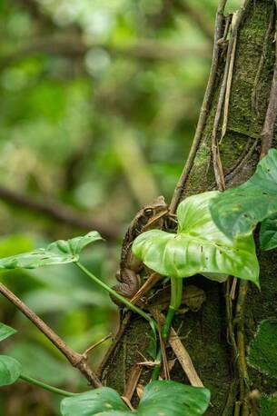 Toronto, Travel, Sandoval Lake Tambopata 3 Days | Wildlife Adventure