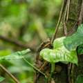 Sandoval Lake Tambopata 3 Days | Wildlife Adventure