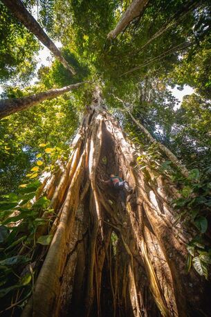 Toronto, Travel, Explore The Amazon With Chuncho Macaw Clay Lick Tour