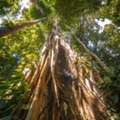Explore The Amazon With Chuncho Macaw Clay Lick Tour